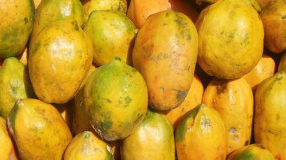 عرضه میوه پاپایا تازه به سراسر کشور